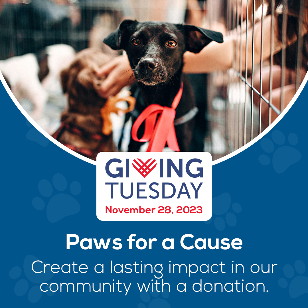 Paws for a Cause this @givingtuesday ❤️ as we embark on a mission to create a lasting impact in our community and the well-being of our beloved feline and canine companions. Learn more: bit.ly/40ZvTNk 

#nutmegnonprofit #givingtuesday #animalnonprofit #pawsforacause
