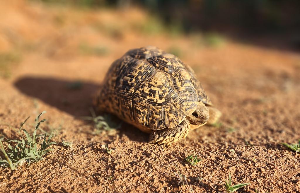 A tortoise in disguise! #tortoiselove