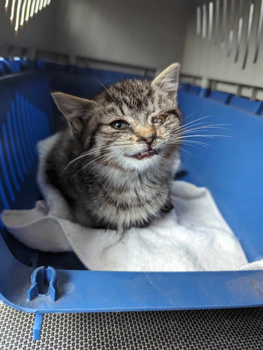 MIAnimalAdopt's tweet photo. The amount of stray and feral cats and kittens in our service area is overwhelming. We cannot assist them without your help. Help us feed and provide shelter for them today. Thank you! #GivingTuesday https://t.co/4JuZWYACUC https://t.co/bd09Q528L4