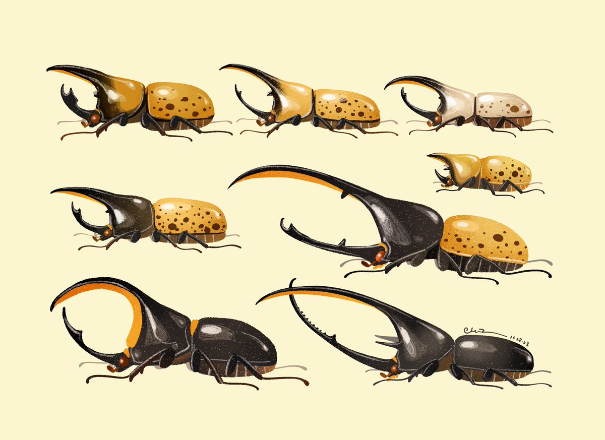 Hercules beetles 🪲 💪