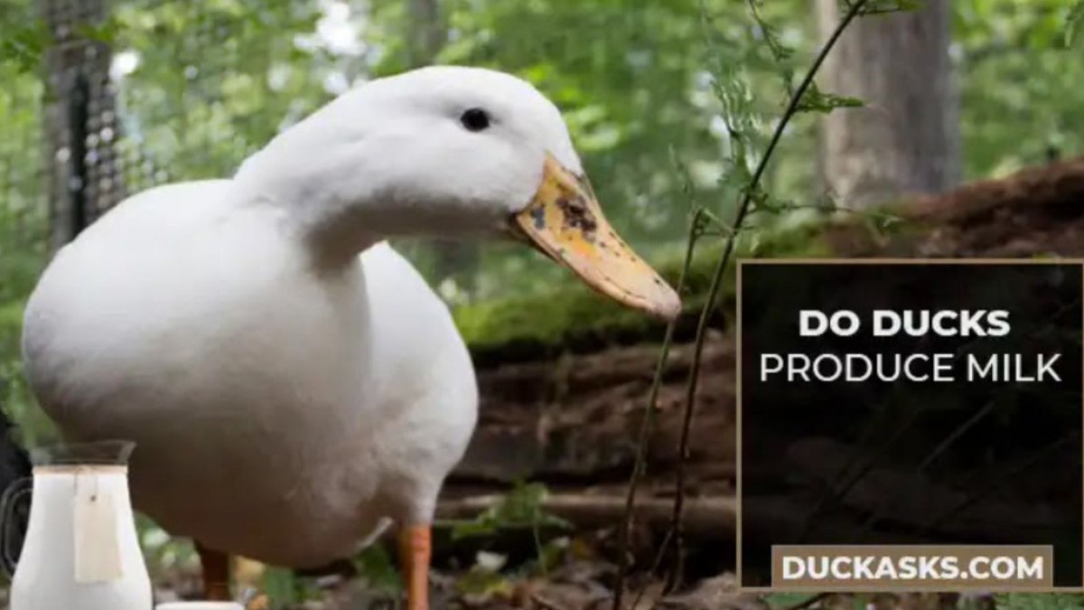 duck_asks's tweet photo. 🦆 No quacks about it! Ducks don't do dairy. 🚫🥛 They're all about the eggstraordinary life, laying nutritious eggs like pros. 🥚🌟 #DuckFacts #Eggstraordinary #duckasks #Duck #DucksFlyTogether #ducks https://t.co/hLIUZh2cxJ