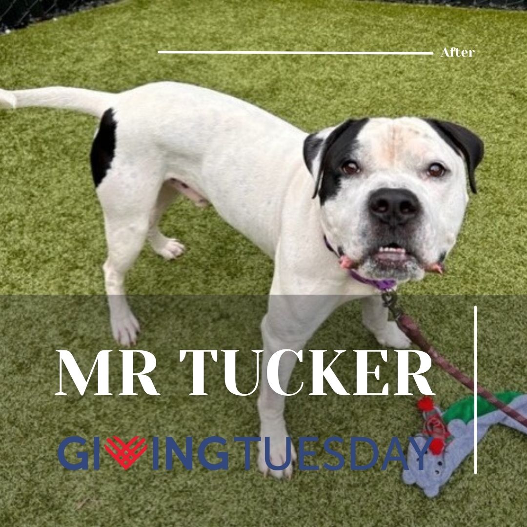 Kitsap Humane Society tweet media