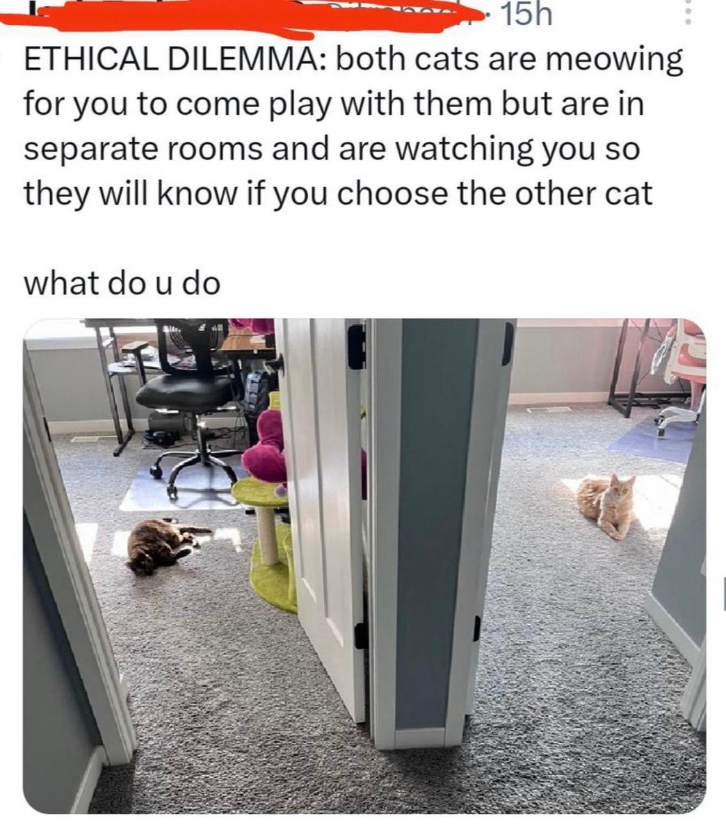 PostsOfCats's tweet photo. https://t.co/zjnSWiwX0W