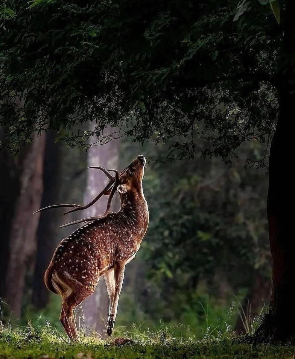 AmazingNat63945's tweet image. Deer
#Animal #animalsOfTwitter #beauty #wildlife #wildlifephotography #forest #NatureBeauty #nature #NaturePhotography #naturelovers #photography #photooftheday #photographylover #PhotographyIsArt #Trending #viral #foryoupage #TravelTheWorld #tourism #tourist #deer #Amazing #shot