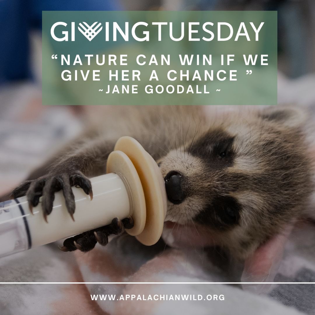 This #givingtuesday donate to Appalachian Wildlife Refuge by clicking the link below givebutter.com/2023SecondChan…