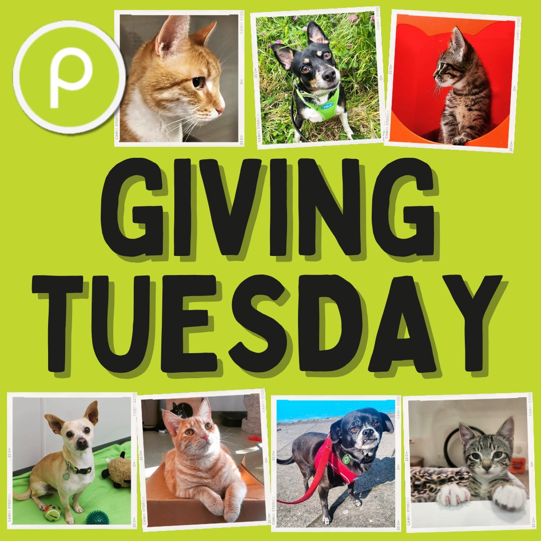 thepixieproject tweet media