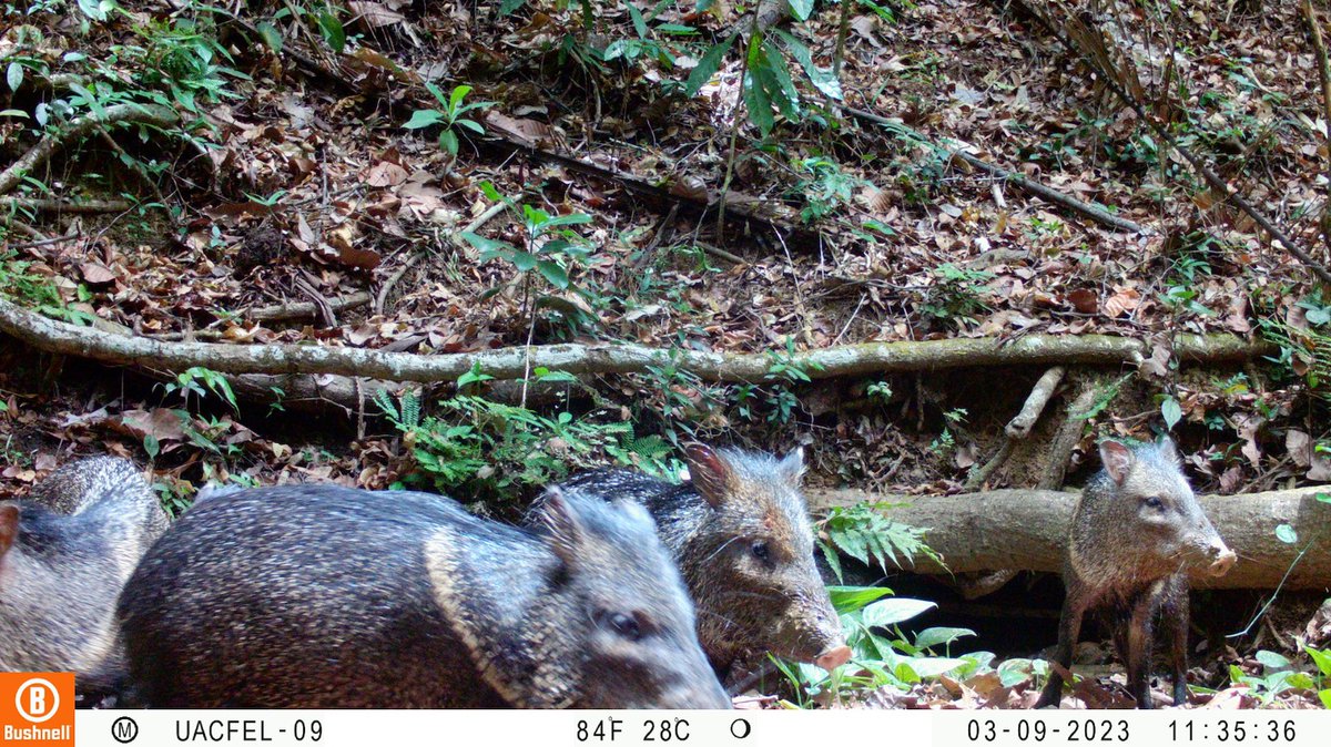 Costa Rica is home to 5% of the 🌍 known species, including #jaguars. 

This #JaguarDay, see how we work with <a href="/PNUDLAC/">PNUD América Latina y el Caribe</a> <a href="/theGEF/">Global Environment Facility (GEF)</a> &amp; local communities to ensure people,  livestock, and wild cats can sustainably coexist: undp-nature.exposure.co/a-natural-alli… 

#JaguarDay🐆
