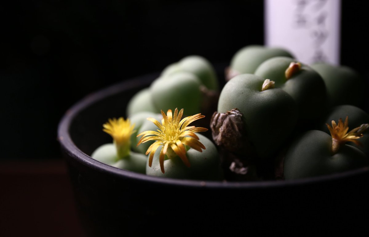 kinBotanical's tweet photo. おはようございます☀
花が咲きました✨
可愛い、他の種類も気になる！

#pageae https://t.co/z9o4jvnxTj