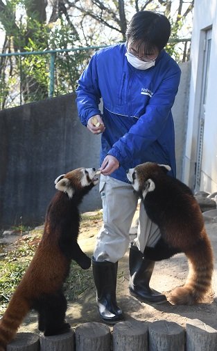 11/29 水
おはようございます、
#街角旅気分のお時間です 🐹♪

【 福井県 鯖江市 】
📸 西山動物園

敷地面積が狭く「日本一小さな
  動物園」と称される一方、
  レッサーパンダの繁殖数は
  日本有数

Nishiyama Zoo　🐹🐹🐹🐹🐹
  has a large number of red pandas.
Sabae City　Fukui Prefecture