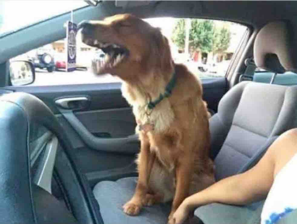 El Guarromántico tweet media