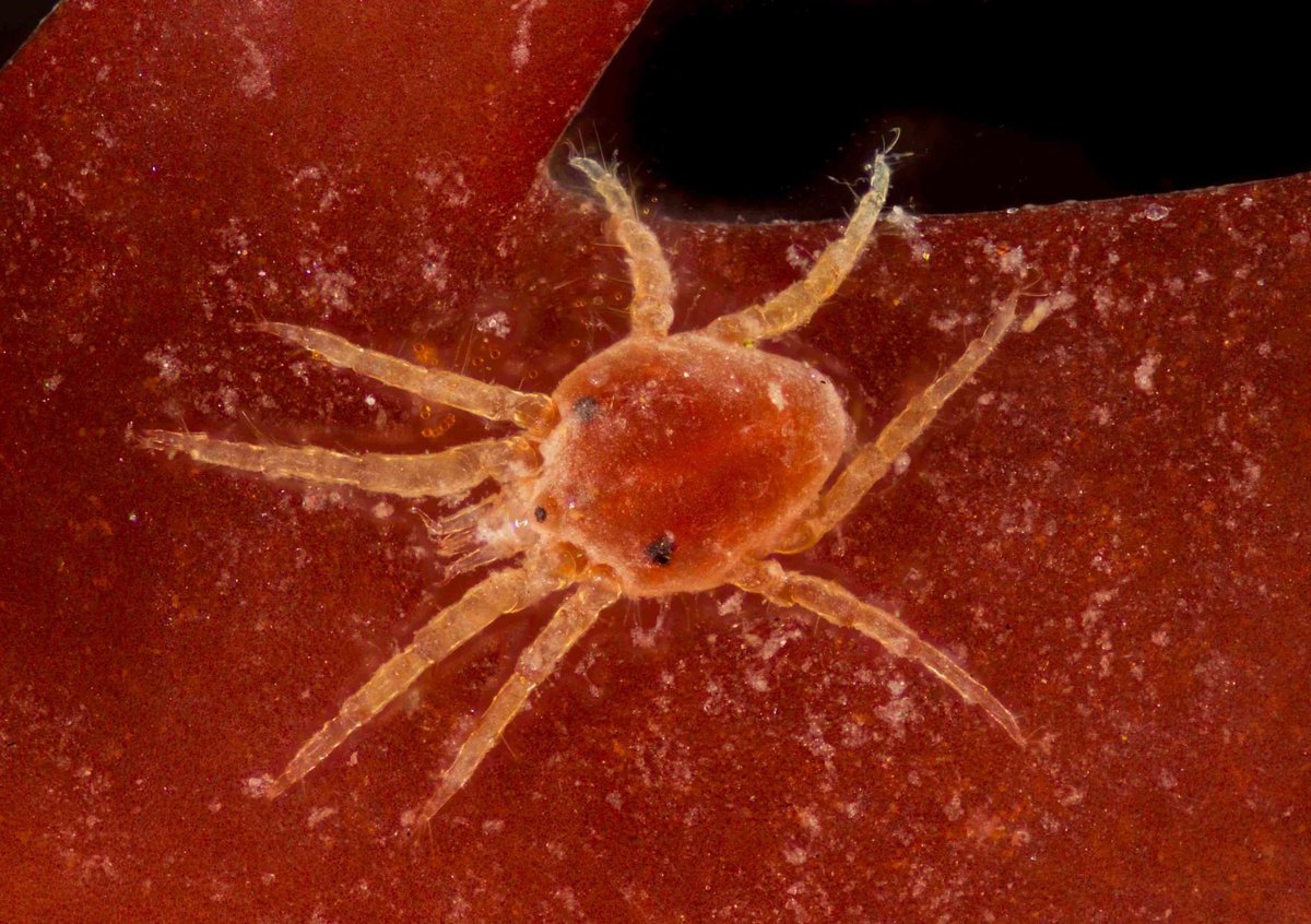 SteveTrewhella1's tweet photo. Tiny 1mm Marine Mite Portland harbour sample #marinemite #nikonphotography #photostacking https://t.co/YRYfBjl1oz