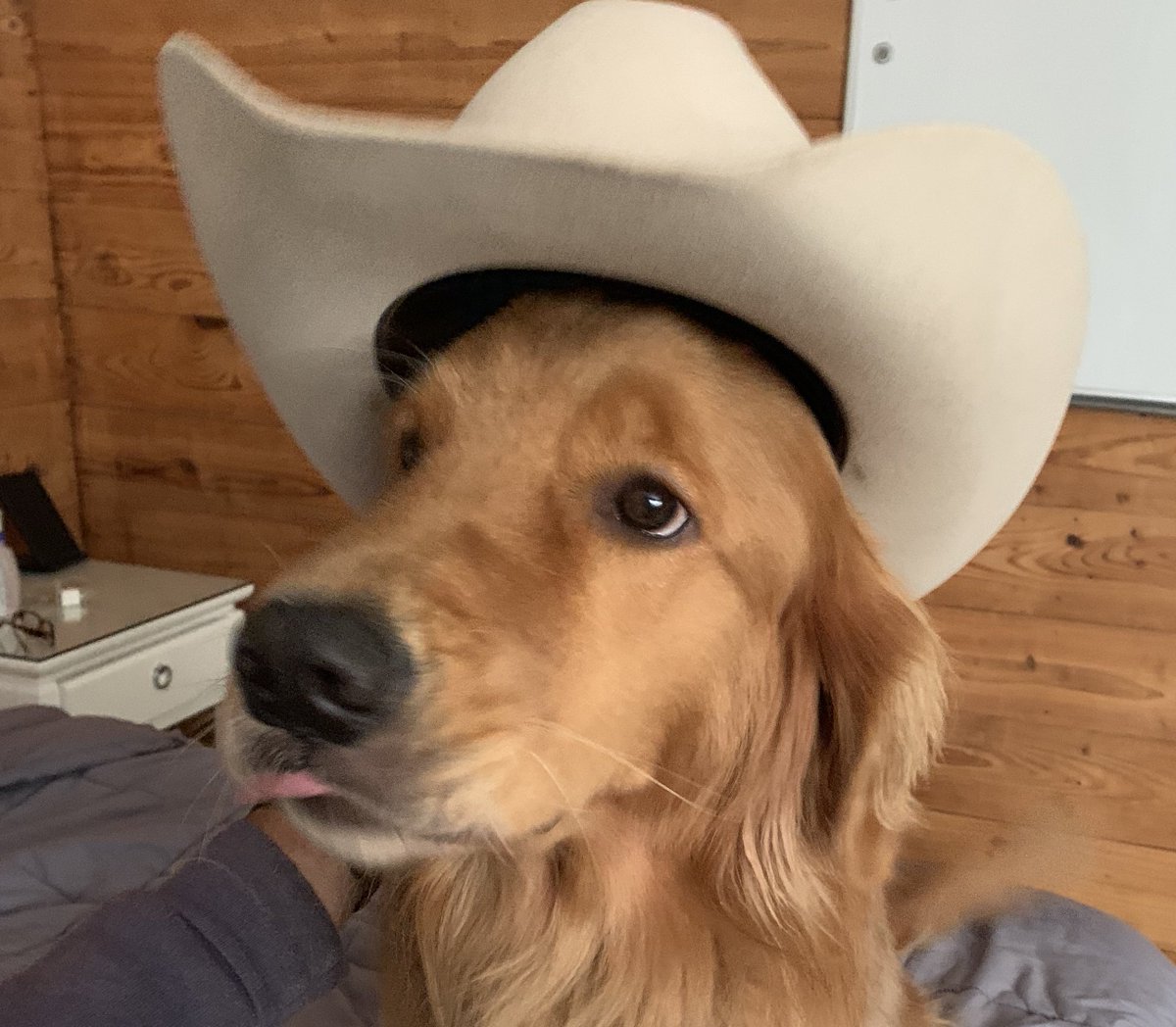 matty_pickles's tweet image. Excited to announce that Basil’s brother, Hobie, will be joining us on the World’s Shortest Pickleball Podcast tomorrow. Also maybe my dad, if there is time. #pickleball #wspp