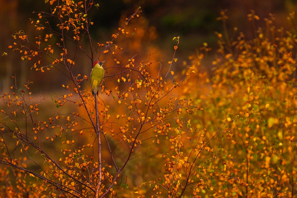 RSPB_Stockport's tweet photo. Car trip to Dunham Massey! (Dec 3rd - 10am)
Join us to see the deer park and all its birds, including Woodpeckers, Redwings and Fieldfares (and the ducks, of course). Please book in advance. 
All details and booking info can be found here - https://t.co/z9tJQ0Tr8K https://t.co/BgP3E4o5LO