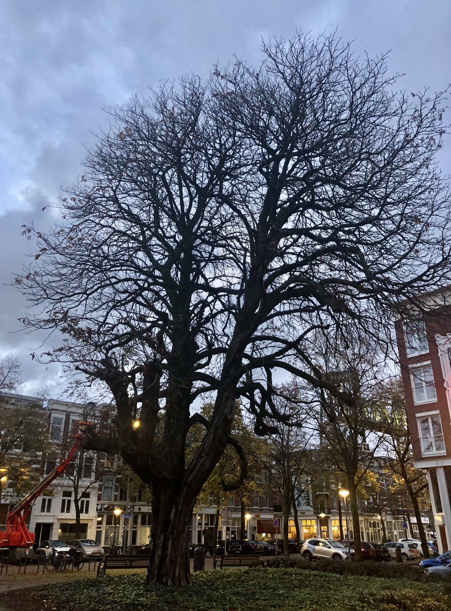 Ronald Loch tweet media