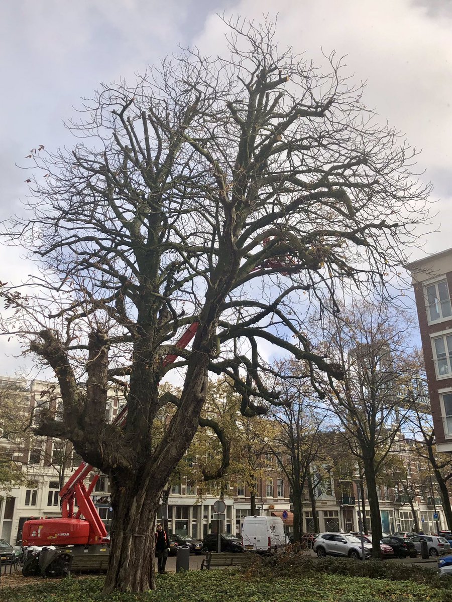 Randsnoei en nieuwe kroonverankering voor deze oude kastanjeboom op het Burg. Hoffmanplein Noordereiland. 
Helaas in het verleden door een storm ‘verminkt’ en sinds enkele jaren een schimmelaantasting ‘rijker’.
De ingrepen houden de #boom voorlopig overeind!