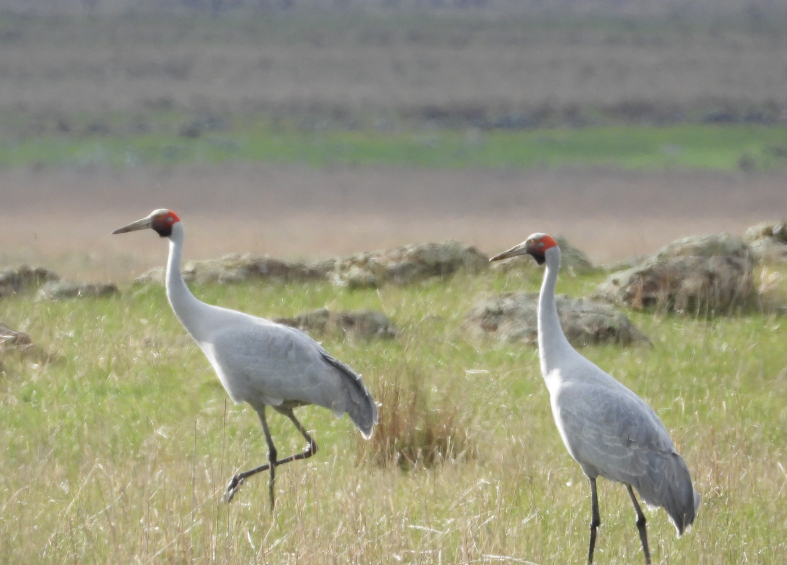 Taking a stroll with the #Brolga
#birds #TwitterNatureCommunity #XNatureCommunity