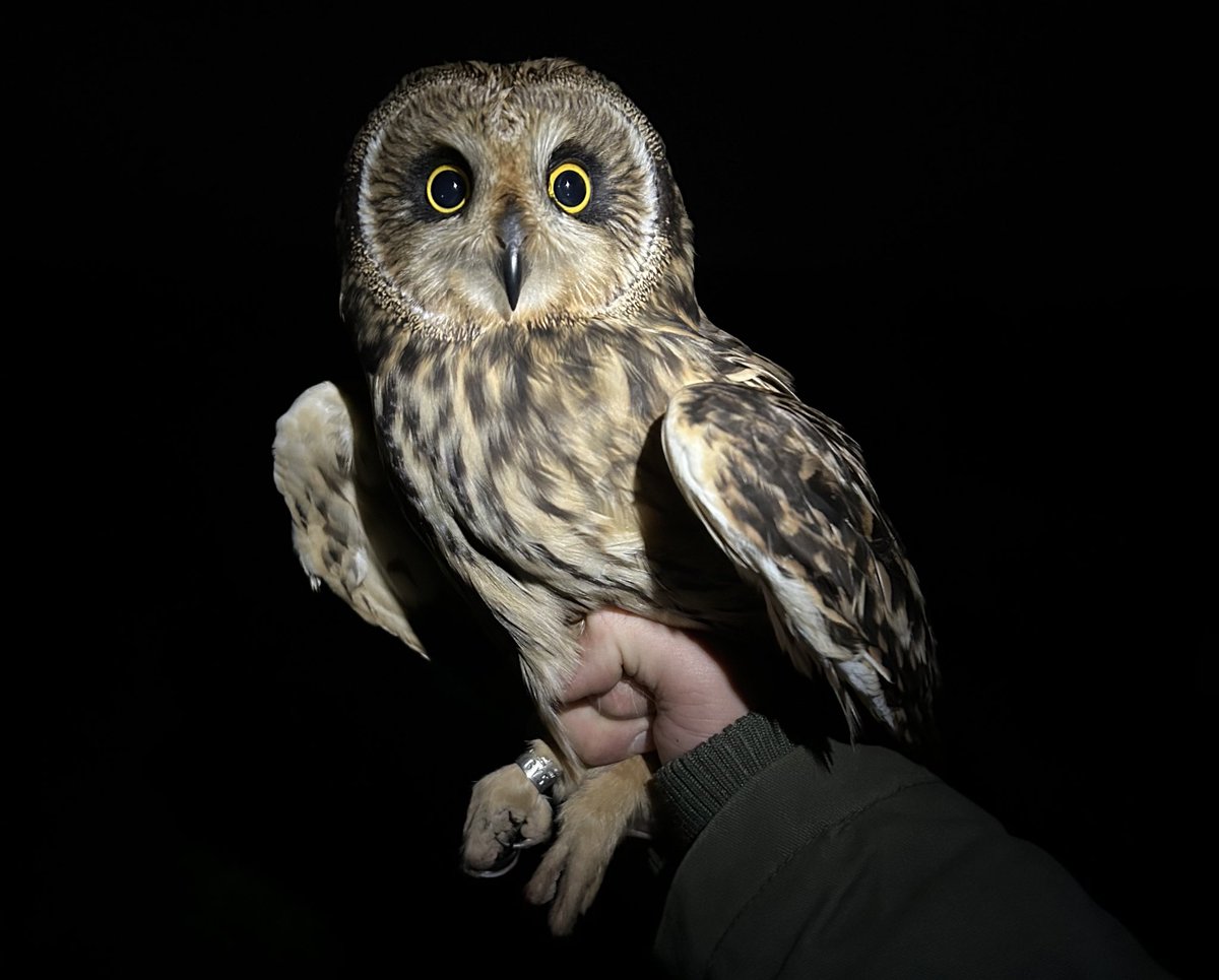 It’s always exciting conducting the first of our nighttime surveys on a new study site in the project and tonight was no exception. We ringed two Short-eared Owls, a new species for the farm, and both hunting on disused gallops now being managed back to species rich grassland.