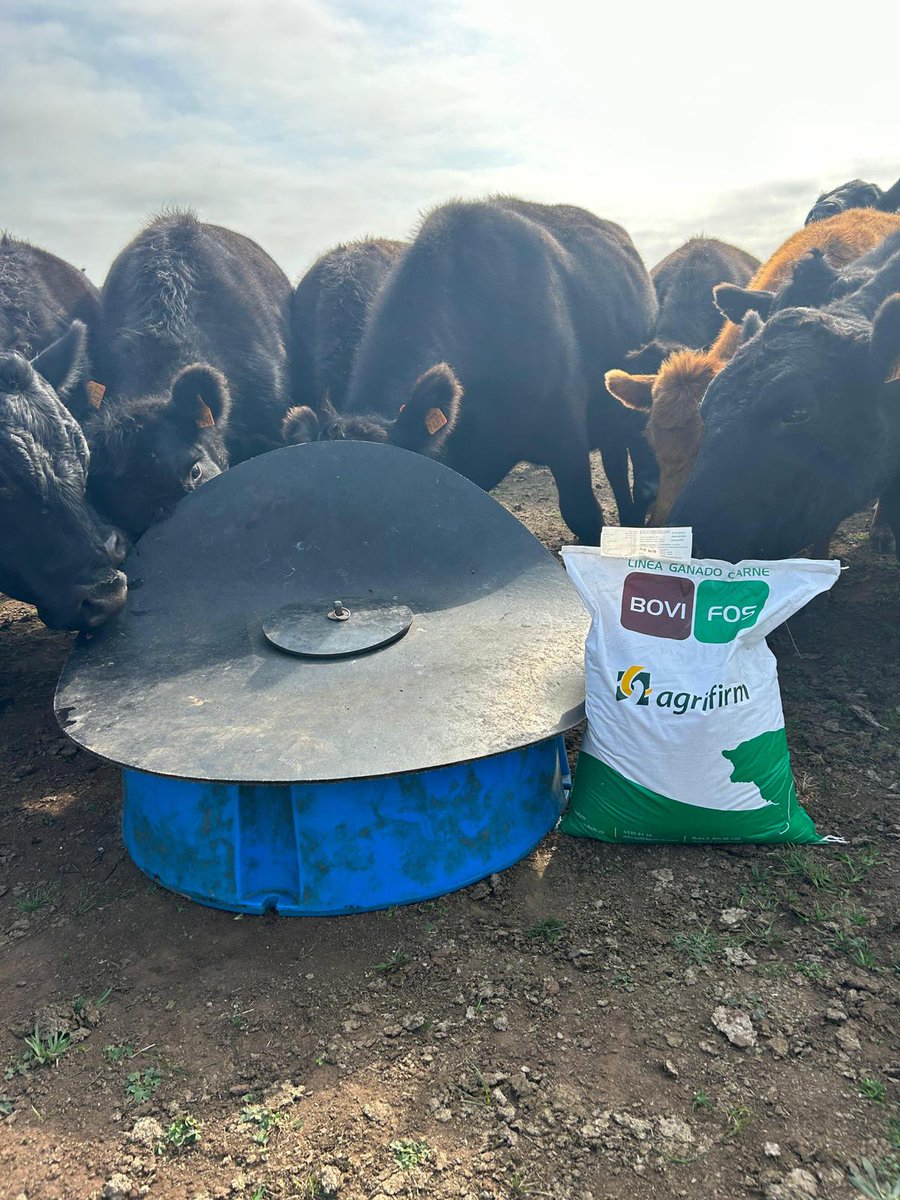 Sebafrade's tweet photo. La importancia de la suplementacion mineral en esta época del año! A mayor cantidad y calidad (energia y proteina) del pasto mayor es el retorno de esta tecnología!
Asesorese!
@agrifirmuy 
@INIA_UY 
@PlanAgro 
@FUCREA 
@AngusUruguay 
@hereforduy https://t.co/QlRyIPDXmB