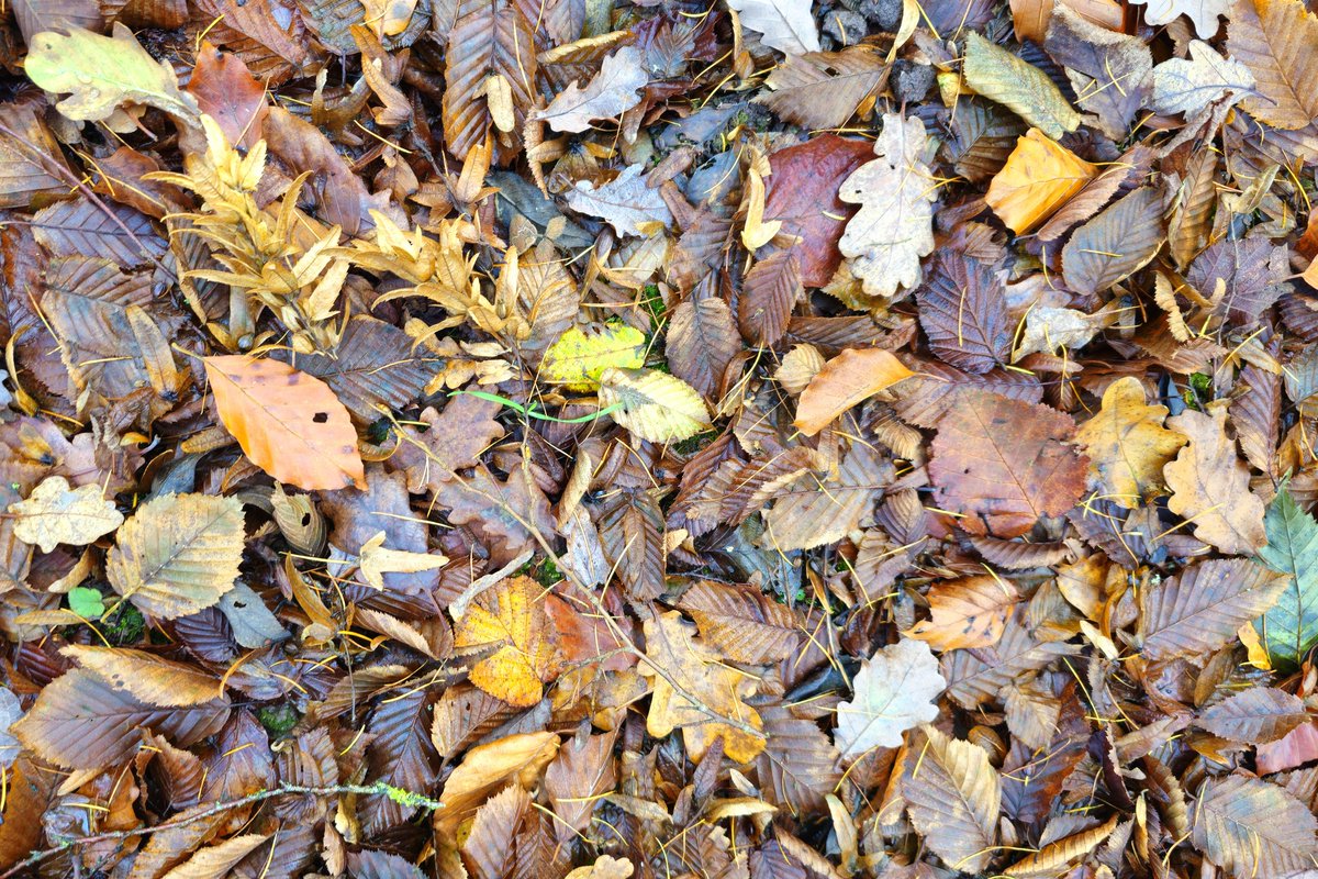 The blaze of autumn colour continues across Shropshire; today Sweet Chestnuts, Oaks and Hornbeams stole the show. One benefit of the wet summer 🍂🍁 #loveautumn