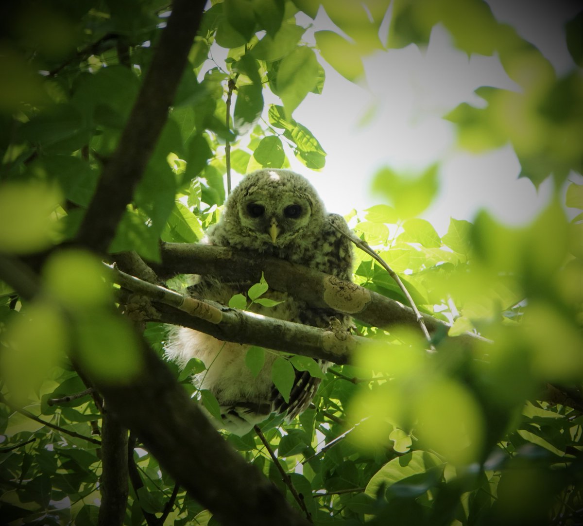 Baby owl sitting here looking cute and adorable! 

#babyowl
#photooftheday
#nature
#owls 
#birds