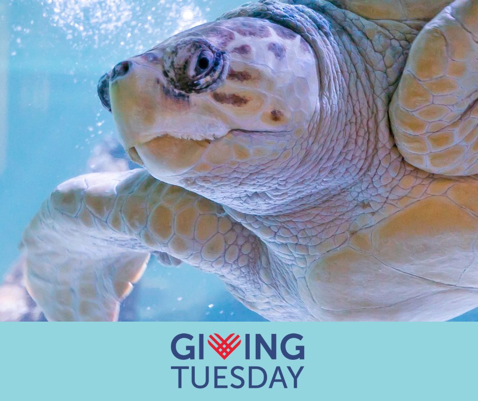 Before the clock runs out on #GivingTuesday, we hope you’ll support The Maritime Aquarium at Norwalk. Now through midnight tonight, your tax-deductible gift will be matched 1:1 up to $15,000 thanks to the Burnham-Humphrey Fund! Click here to donate now: brnw.ch/21wEQvI