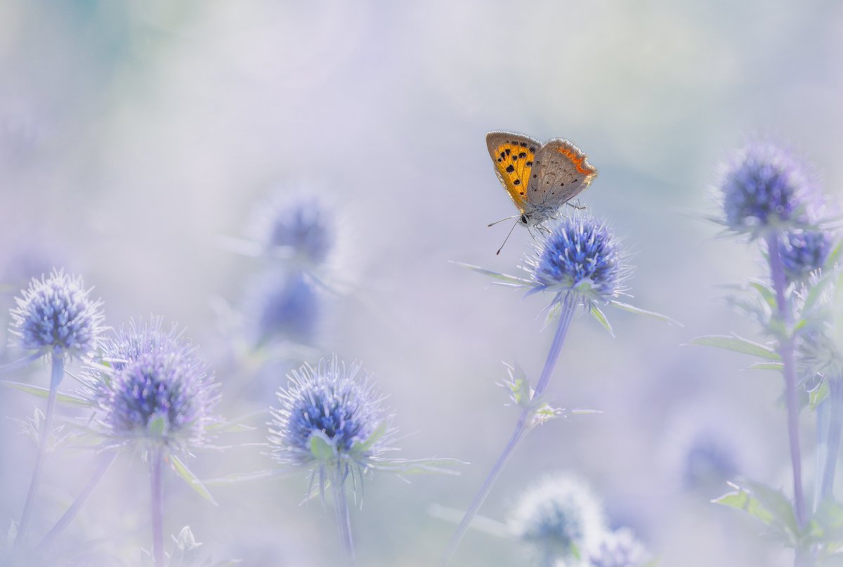 CameraClubNews's tweet photo. The Disabled Photographers’ Society 2023 Exhibition is now on display at The Royal Photographic Society, Bristol.  Open until Jan 14, featuring 30 prints and 50 digital images from its Annual Competition.
@The_RPS 
Winning image: Copper on Blue, by Julie Pigula https://t.co/0qanfwS0Rf