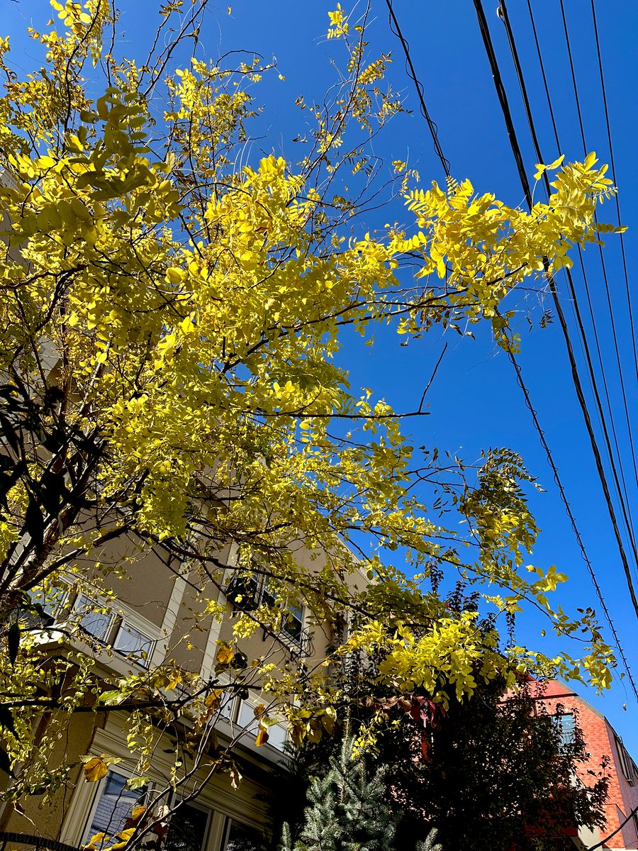 SaltreeKiki's tweet image. おはようございます😆
11月29日水曜
東京🗼☀️

コーディングにDXにやる事いっぱいだけど全部修得した先の自分が楽しみで仕方ない✨

✅Sass復習
✅Pathfinderオリエン②
……👩🏻‍💻
✅本番環境アプリ作成

コツコツ積み上げる！
笑顔で頑張っていきましょ✨️

#51129おは戦🌊a1
#irocode リニュアル最高👍