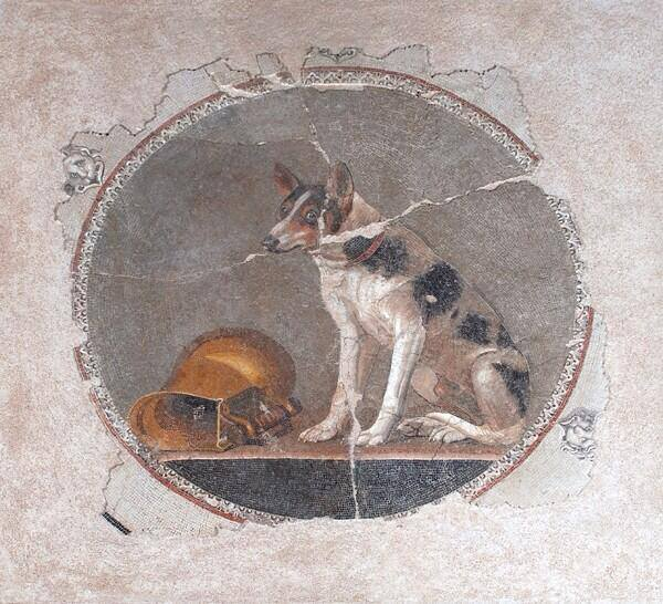 romanhistory1's tweet photo. Incredible Roman mosaic of a dog, from Alexandria. Perhaps looking a little guilty next to that upturned jug? https://t.co/HhQPQK34As