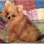 Photo by Lexiethepom went OTRB 11/23/23 (@Lexiedew)
