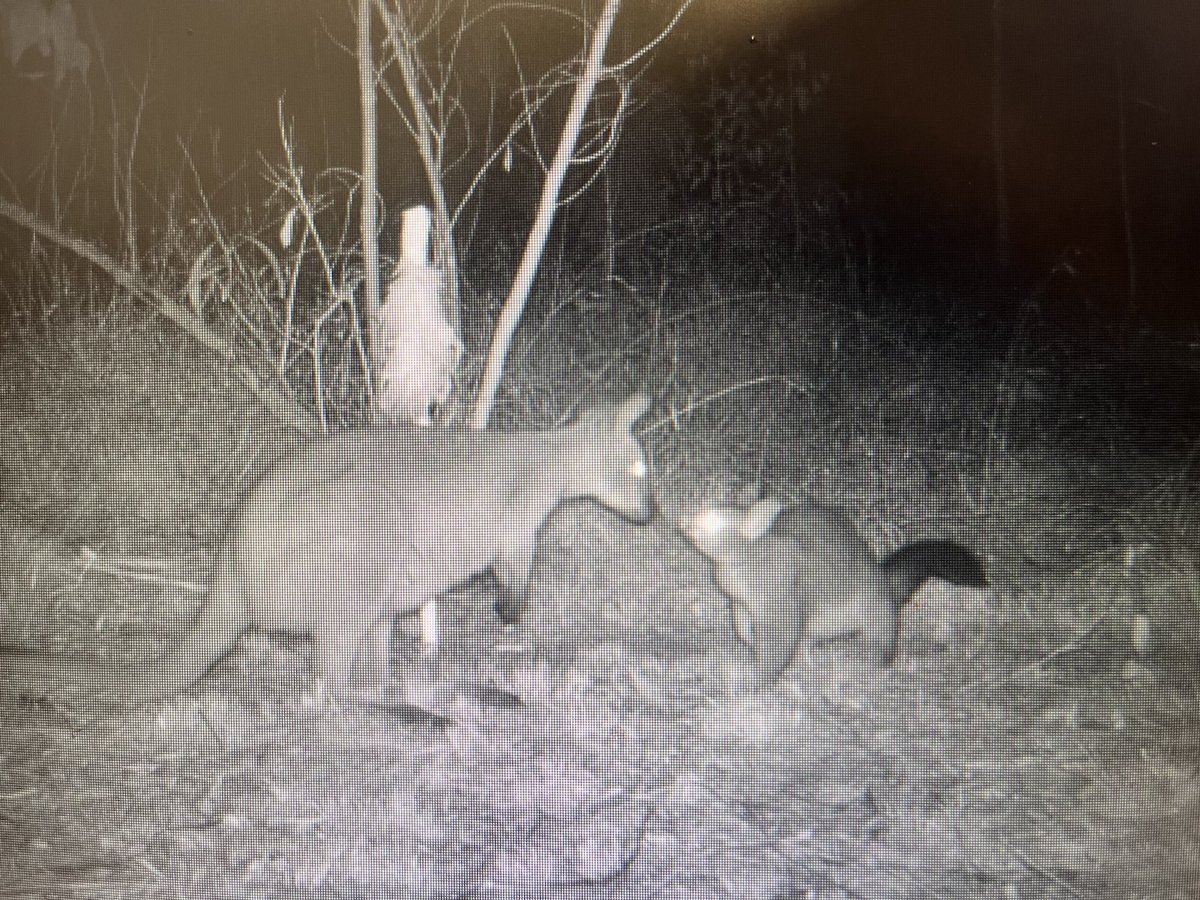 Guy Ballard tweet media