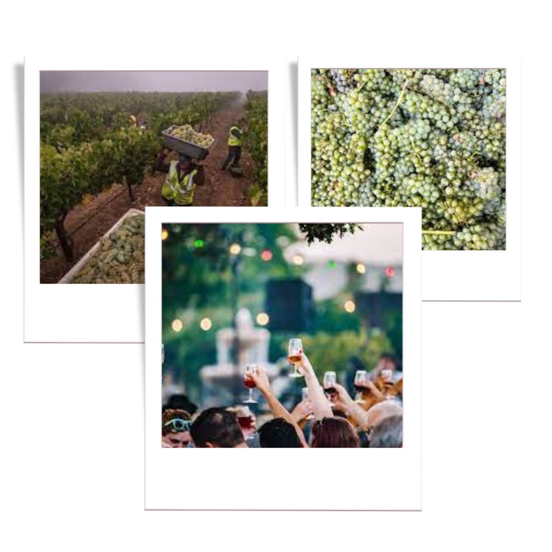 2023 is looking to be “one of the greats” according to the latest California Vintners Report.…continues at liz-palmer.com 
 
#californiawines #wine #winelover #californiawine #winelovers #california #californiawinecountry #winery #napavalley #californiawinery