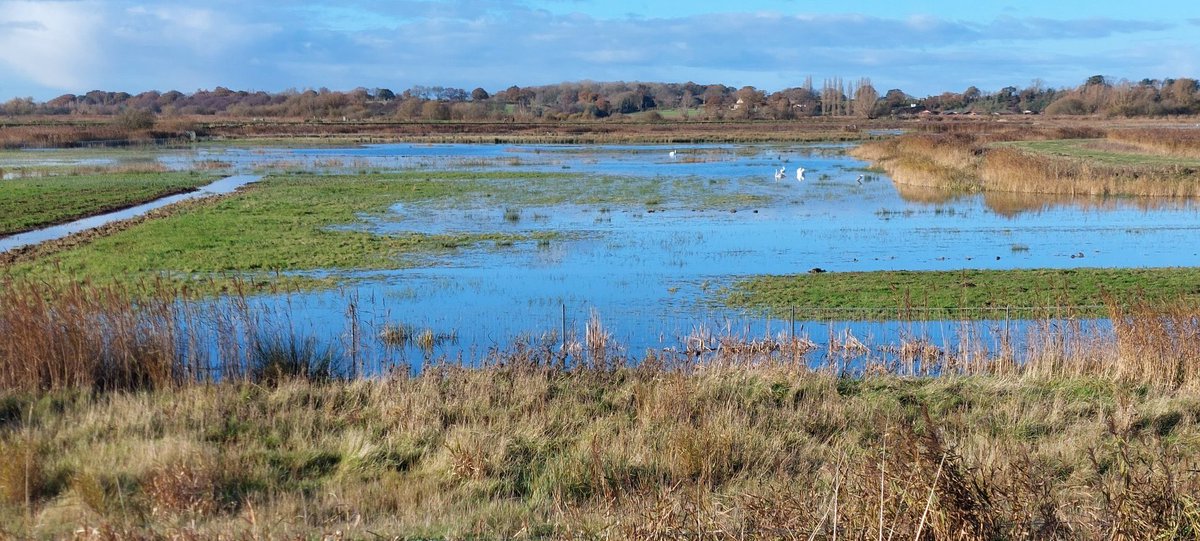 SWT_NE_Reserves's tweet photo. Peto’s Marsh @SWTCarltonMarsh looks ready for winter with footdrains refreshed, scrape edges rotovated, sward short, rush weedwiped. Bring on the waders and wildfowl this winter and let’s hope for fledging productivity again next spring! Onto the scrub work and Reedbed cutting! https://t.co/kCuS9BujOX