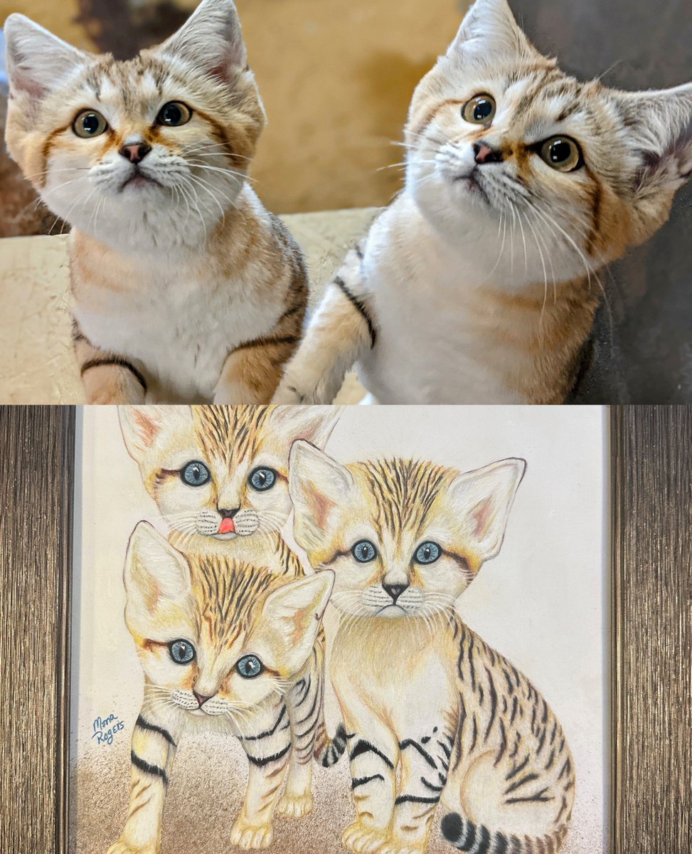 Thanks to amazing donors like you, we've raised $8,400 today towards a new sand cat home. Can you help us reach our #GivingZOOday goal?
👉zooboise.org/donate
 
If you contribute $50, you're entered in a drawing to win this fantastic art featuring kittens born here in 2021.