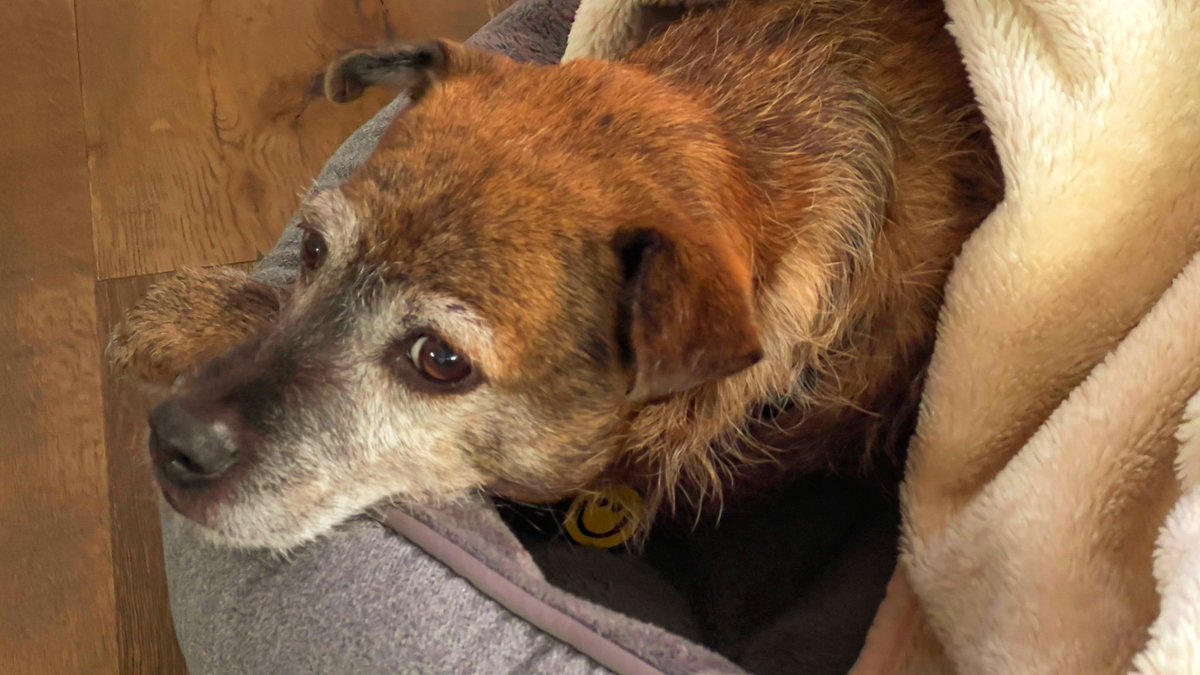A dog and his blanket.  #doglife #friends