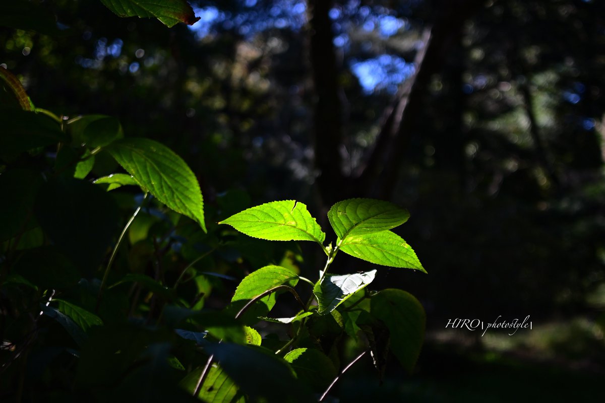 hm_photostyle's tweet photo. 秋も深まり...🍂(#小石川植物園②)
(Nikon Z fc)

前post含めこれらの写真は1週間ほど前なのでまだ青さが目立ちますが、今はもう少し紅葉が進んでいるようです。
東京都心はやはりもう少し先ですね🍁🍂

#日本庭園 #リフレクション #紅葉 #photo #nikonzfc #私とニコンで見た世界 https://t.co/2D5bOzAjHV