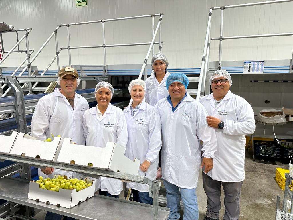 VanguardFresh's tweet photo. Another peek at our Ivory Grapes being packed in Ica, Peru.

#produceindustry #grapes #peru https://t.co/UnrfCjLxCh