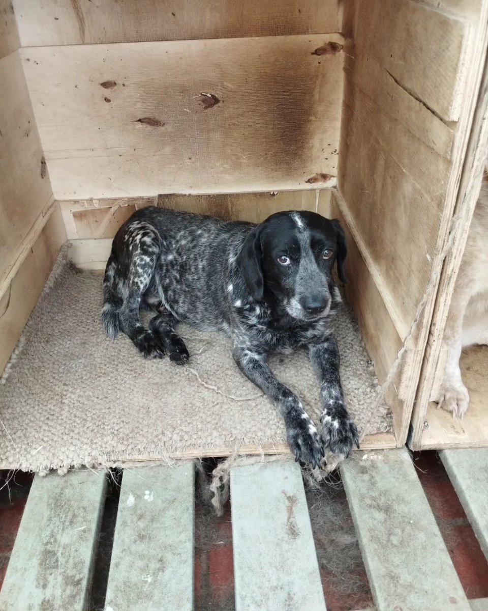 FundacionLucila's tweet photo. Tenemos tantos perritos esperando por un hogar 🥺. Algunos llevan años esperando por una familia ❤️‍🩹. 

Si alguien está buscando un compañero de 4 patitas, aquí en la fundación tenemos 245... No duden en comunicarse con nosotros. 

📍 Bogotá. https://t.co/bQXeifnZF0