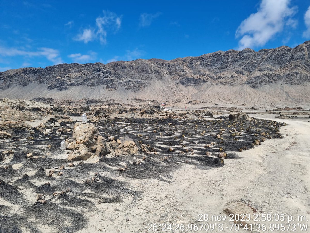 Durante un operativo al sur de #Chañaral, la Policía Marítima, en conjunto con <a href="/sernapesca/">Servicio Nacional de Pesca y Acuicultura 🇨🇱</a>, incautaron 30 toneladas de huiro negro barreteado. El recurso en veda fue llevado al vertedero municipal y una persona fue detenida por infringir la normativa

#ComprometidosConElMar