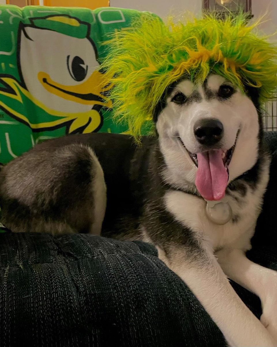 uoregon's tweet photo. Here’s some #UOdogs to make you smile.🐶💚💛 https://t.co/HqLkNkXHVl
