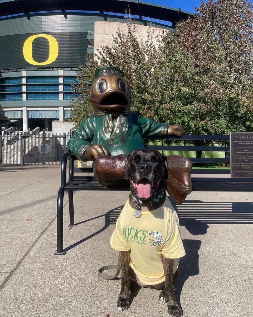 uoregon's tweet photo. Here’s some #UOdogs to make you smile.🐶💚💛 https://t.co/HqLkNkXHVl