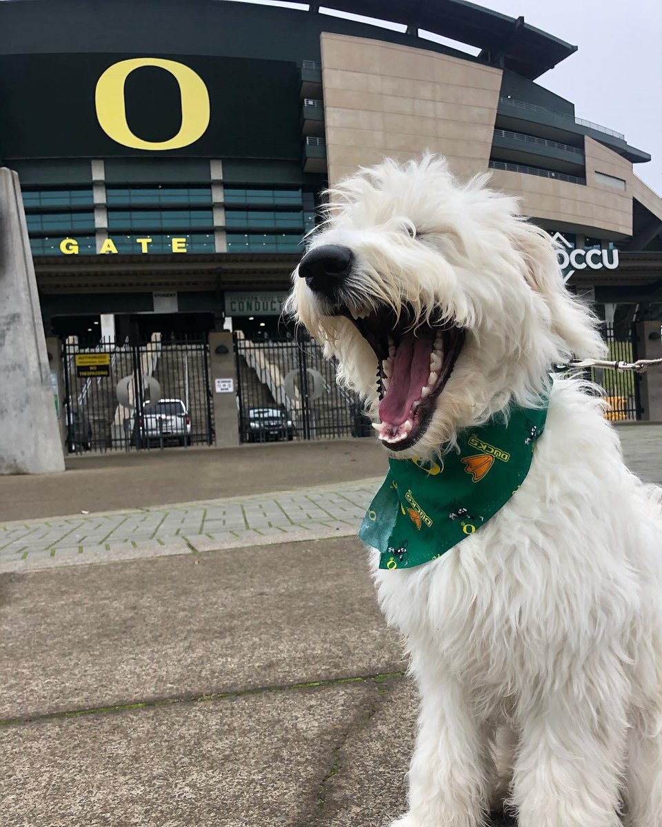 uoregon's tweet photo. Here’s some #UOdogs to make you smile.🐶💚💛 https://t.co/HqLkNkXHVl