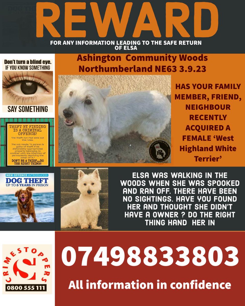 The_Animal_Team's tweet photo. Elsa is an adult female, white #WestHighlandTerrier who went #missing on 3/9/23 from #AshingtonWoods #NE63 area, #NorthEast. Wearing a black/white collar, white bow tie. DL: https://t.co/DcP4sXsNQo #MissingDog #LostDog #dogsoftwitter https://t.co/rjKdX8bfm6