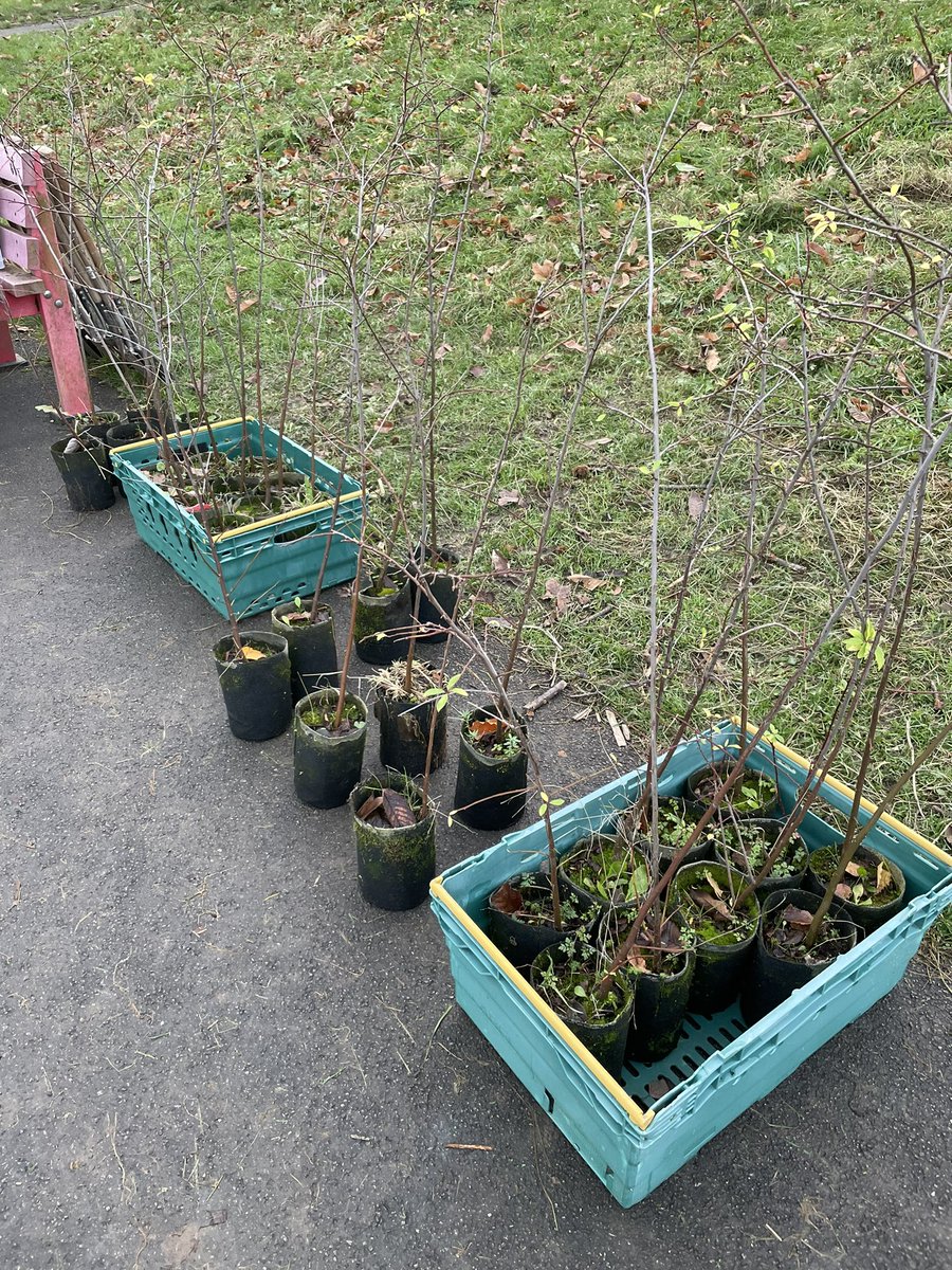 Grimes Dyke Primary School tweet media