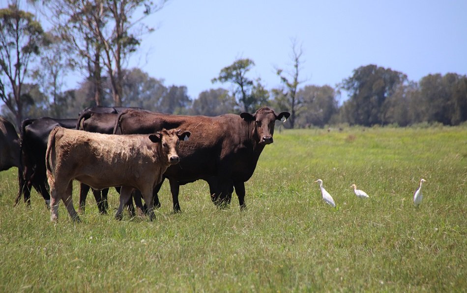 KennedCafe's tweet photo. Passing cow paddocks along Bolong Road - on another bike ride, down to Shoalhaven Heads https://t.co/075sFLIj2w