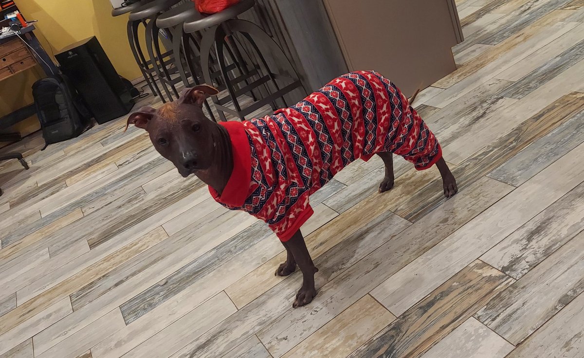 Dani HATES his new sweater, and I don't care.  😄  #xoloitzcuintle #danirojas #flwinter