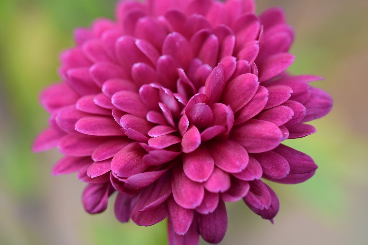 kgimson's tweet photo. Mum’s jam jar posy this week. Aren’t these heritage chrysanths gorgeous! More at https://t.co/TndGtmPYPG #blog #cutflowers #myplot #mygarden #flowers https://t.co/9lYeRkGIks