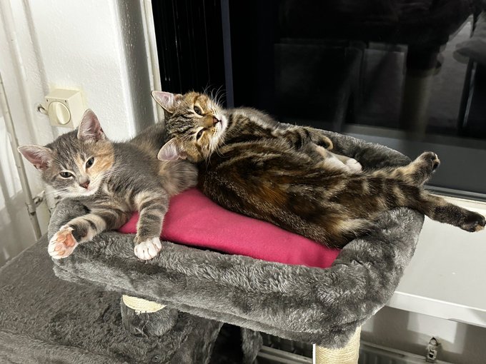 Once again, I'm a proud cat daddy:  Three month old sisters, Mina (tabby) and Mila (socks)  a.k.a. -<a href="/tag/kittens"class="tags"><span>#kittens</span></a><a href="/tag/catdaddy"class="tags"><span>#catdaddy</span></a>