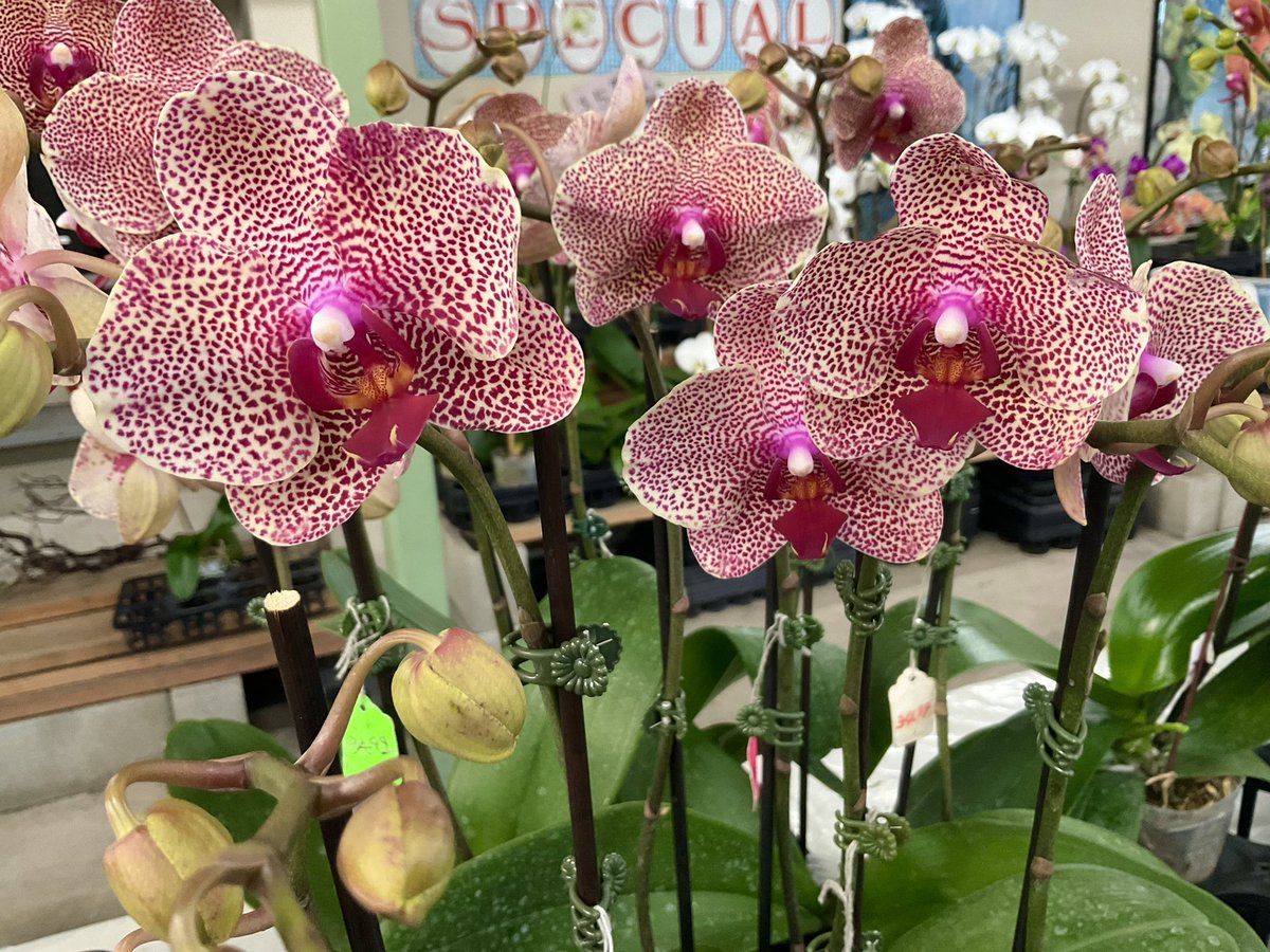 pac8orchids's tweet photo. New arrivals in our store for this week😍🌿🌺 #orchids #orchidflower #pinkorchid #yelloworchid #minitureorchids #phalaenopsisorchid #flowers #plant #plantmakepeoplehappy #colorfull #orchidstore #pac8orchids #westla https://t.co/VK1o9qPfoK
