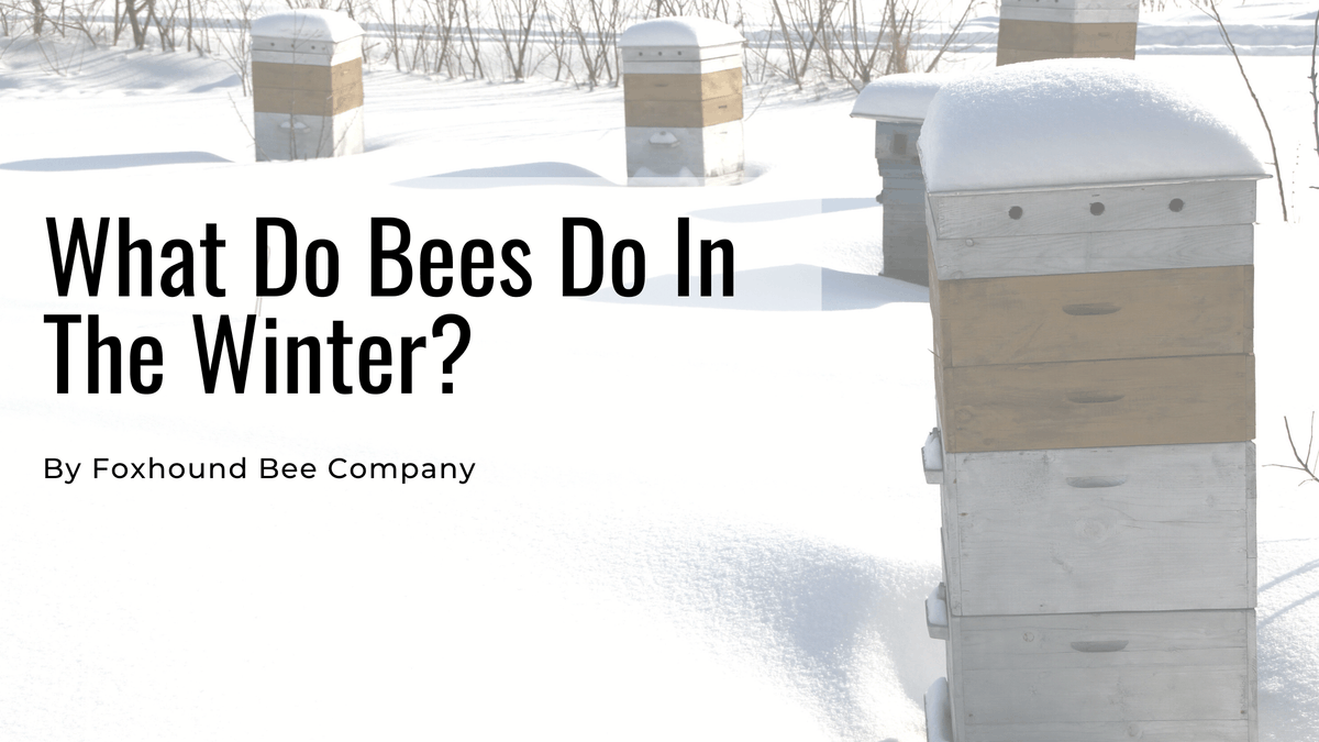 FoxhoundBeeCo's tweet image. So, what happens to honey bees in the winter? Bees pretty much disappear from the flowers and our minds as well, not to be thought of until pollen and flowers are abundant again. Learn more: bit.ly/3EKPK8Q  
#beekeepingtips #foxhoundbeeco #winterbees