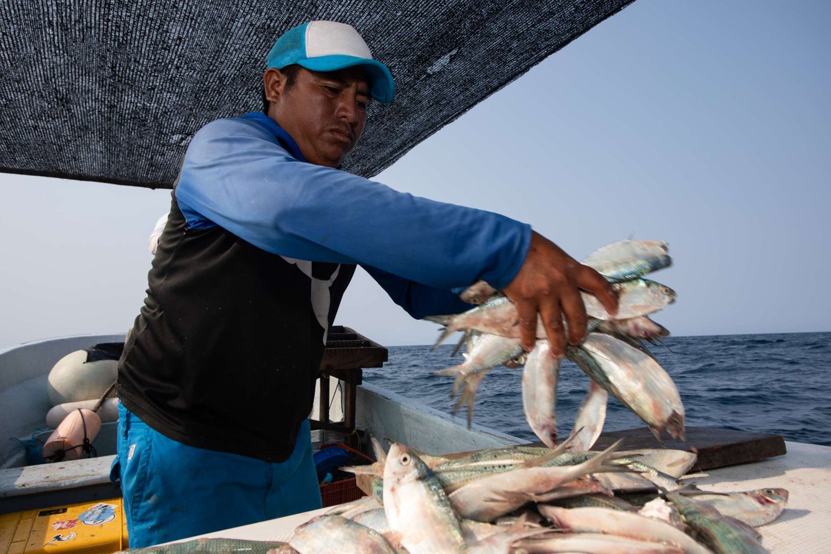 📢#CONVOCATORIA Buscamos consultoría para realizar una evaluación rápida de los ecosistemas y comunidades costeros y oceánicos del estado de Yucatán, #México, con enfoque en las actividades de pesca y acuacultura. 🇲🇽🐟. 
👉Más información: bit.ly/RapidASY
